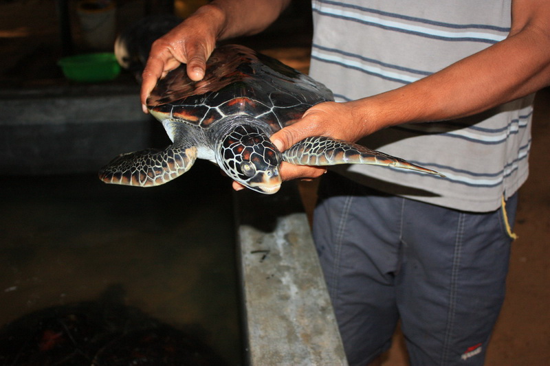Sri Lanka, Kosgoda, Turtle Farm